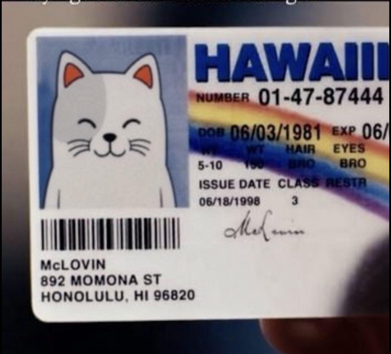 Purr Cat on a novelty Hawaii license
